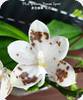 Phal. speciosa Brown Spot